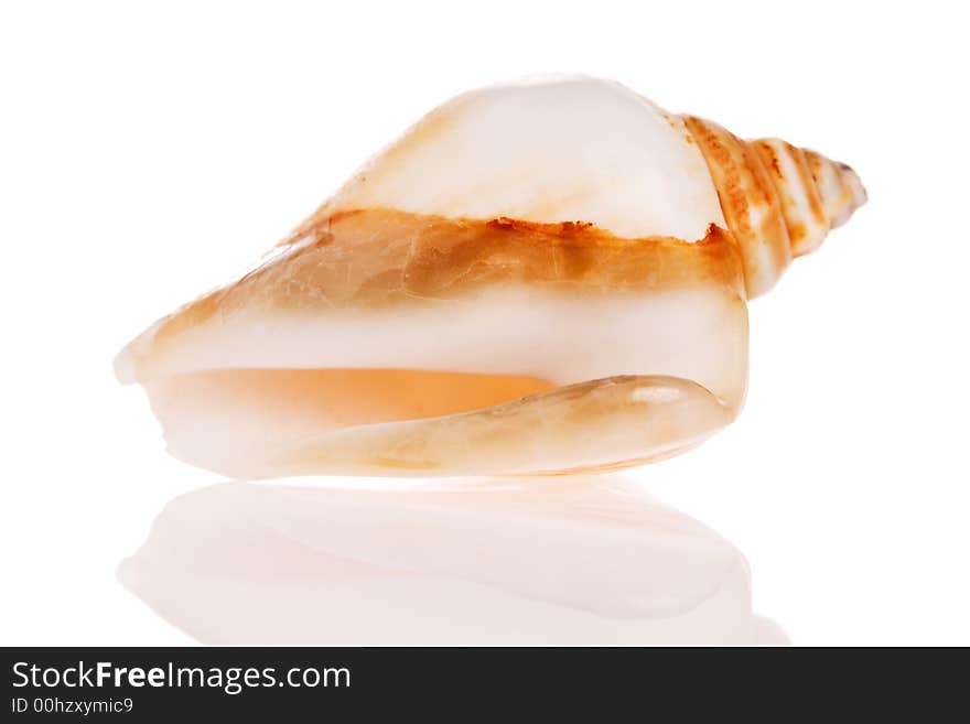 Seashell isolated on white background