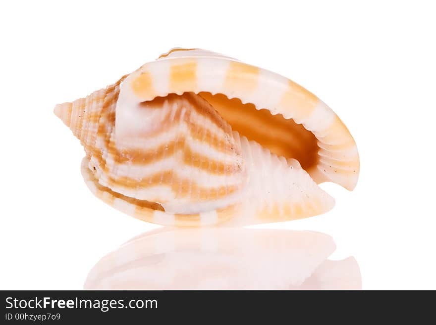 Seashell isolated on white background