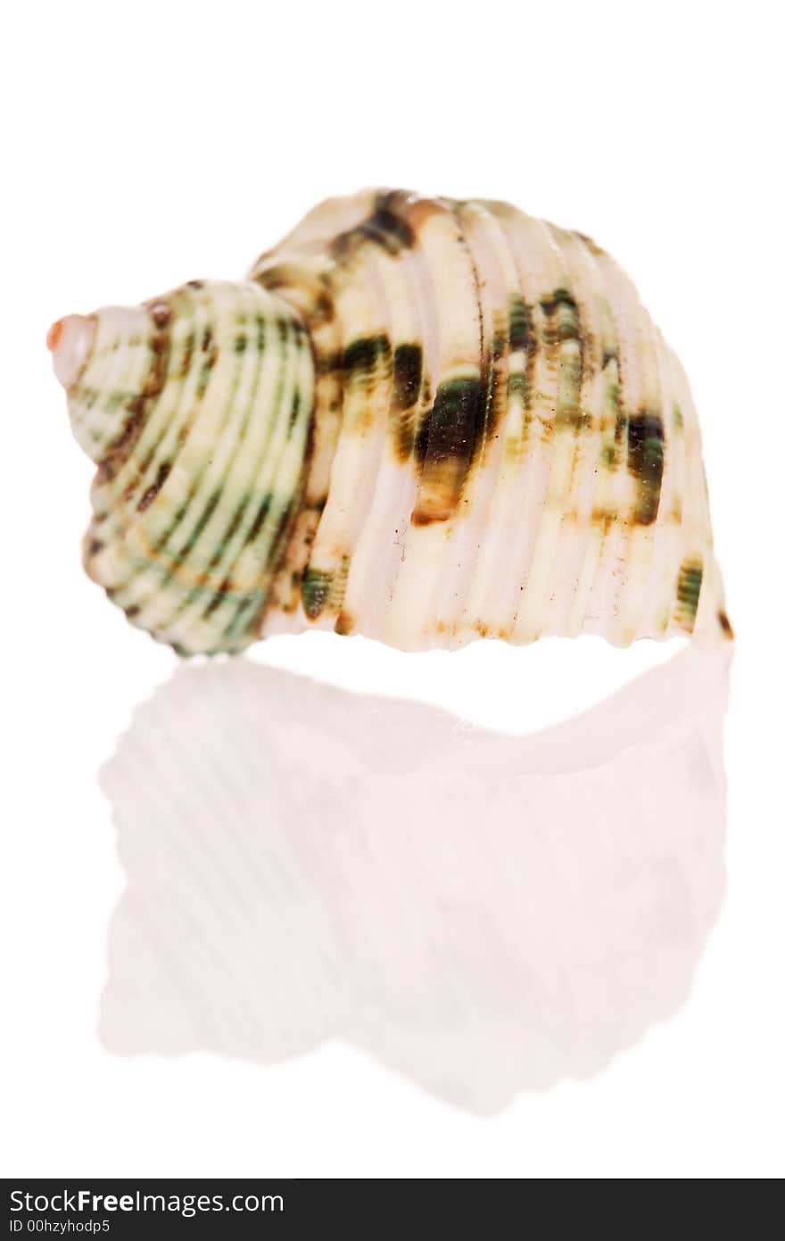 Turban Seashell