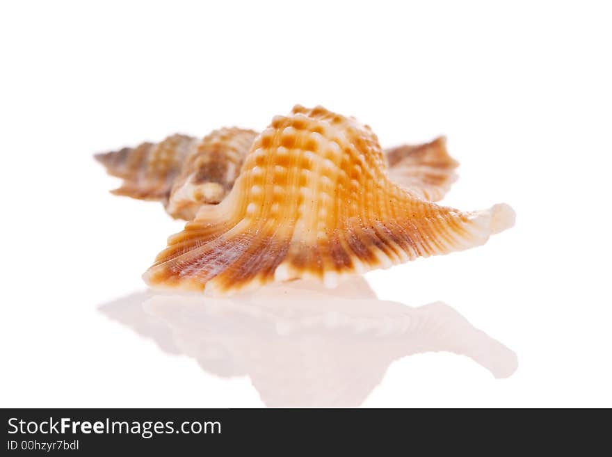 Seashell isolated on white background