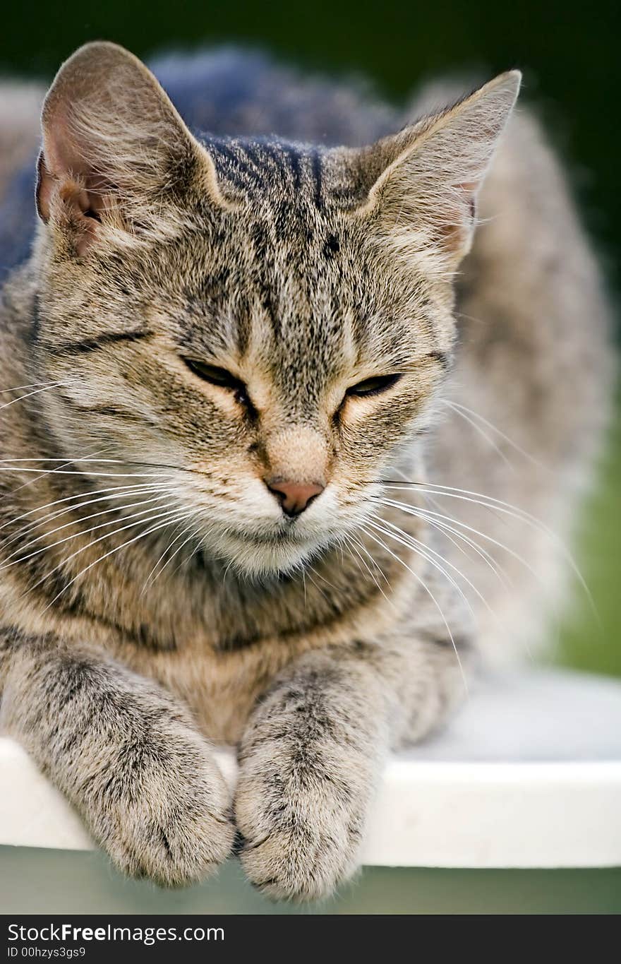 Home cat in the garden