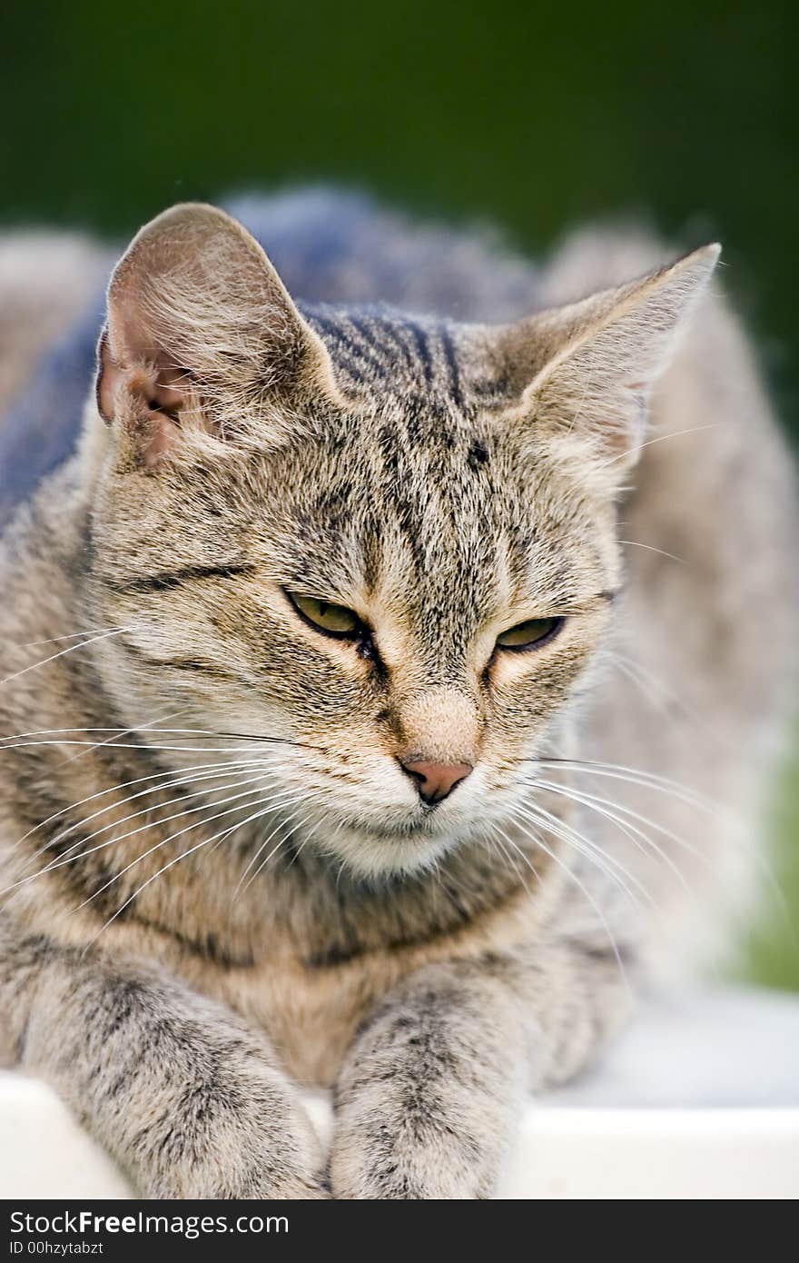 Home cat in the garden