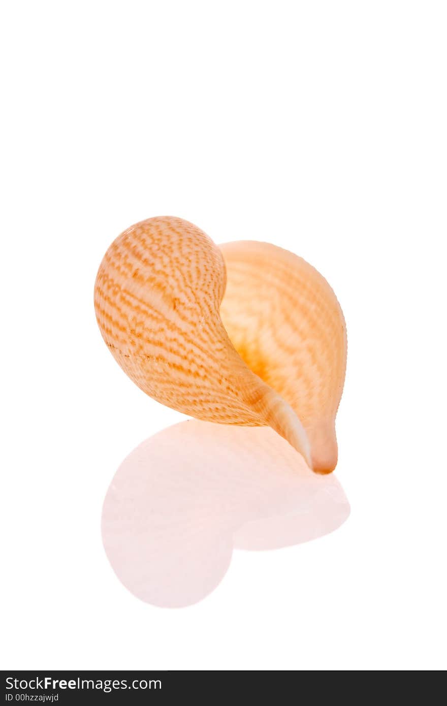 Seashell isolated on white background. Seashell isolated on white background