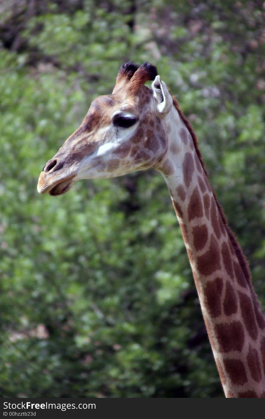 The giraffe (Giraffa camelopardalis) is an African even-toed ungulate mammal, the tallest of all land-living animal species.