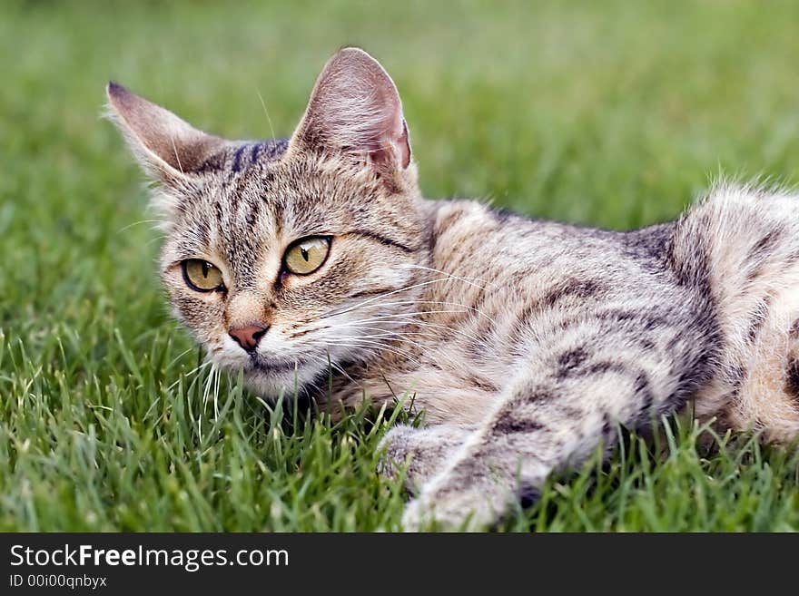 Home cat in the garden