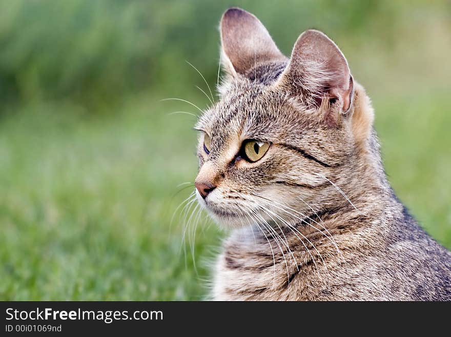 Home cat in the garden