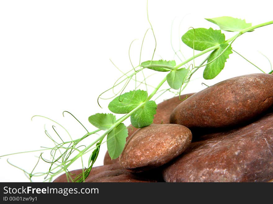 Plant among stones isolated on white background