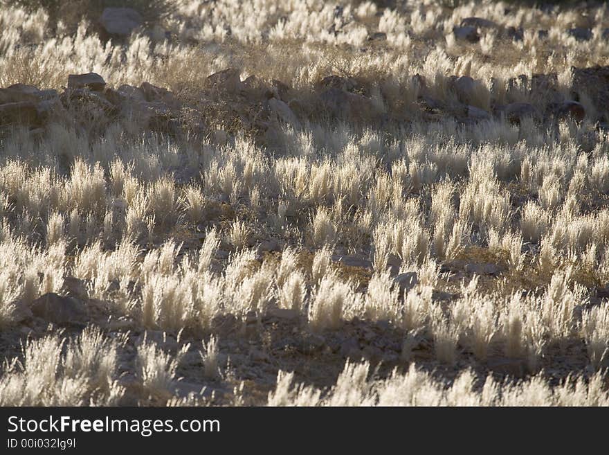 Dry grasses on namibian desert