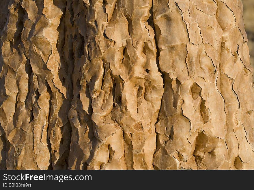 Brawn bark on tree in namibia