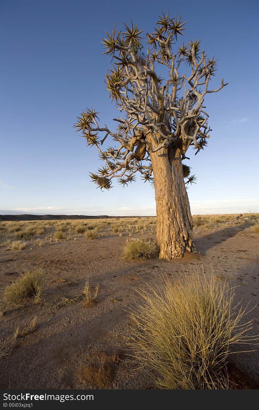 Alone Standing Tree