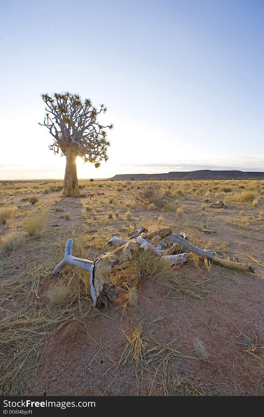 Alone Standing Tree