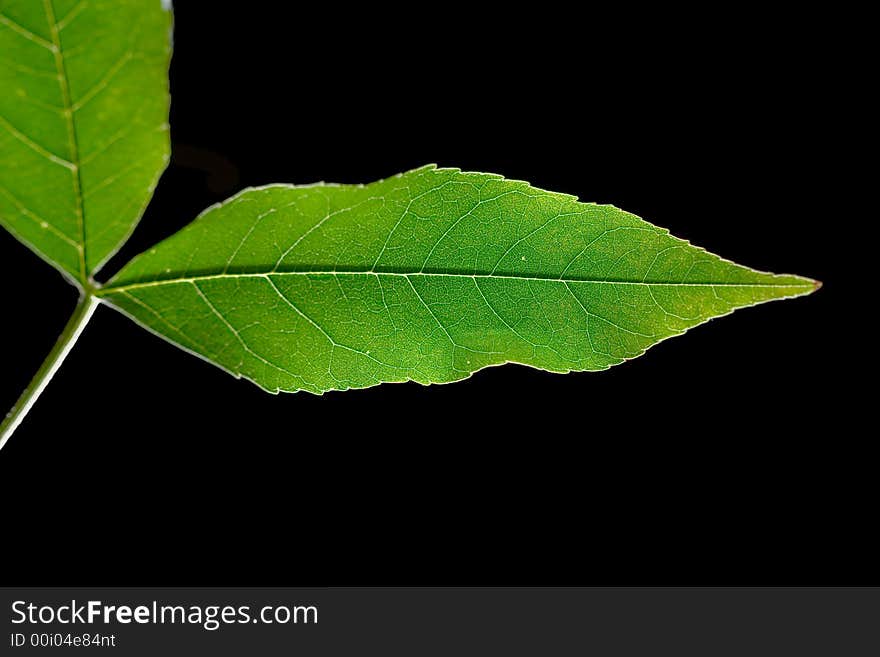 Isolated macro green tree leaf. Isolated macro green tree leaf