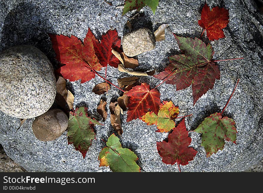 Maple tree leaves and stones. Maple tree leaves and stones