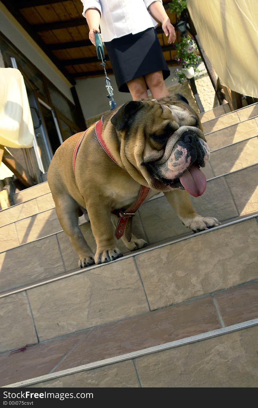 A lady walking her dog (english bulldog). A lady walking her dog (english bulldog)