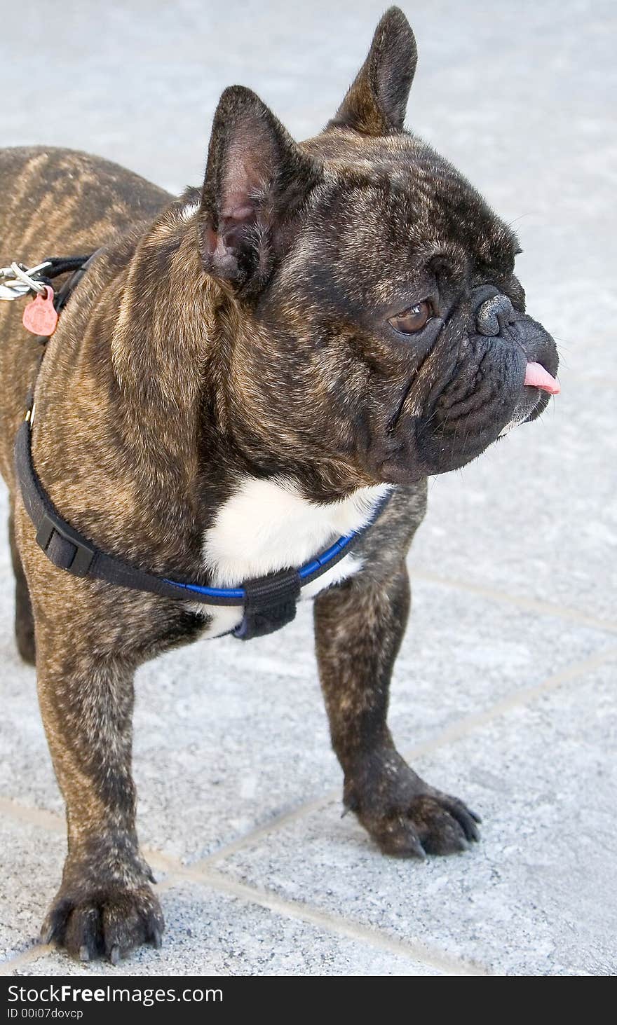 Nice French Bulldog 5