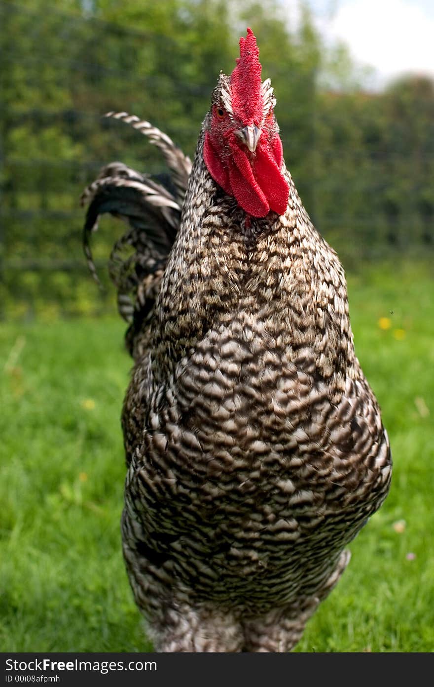 A black and white rooster looking you in the face