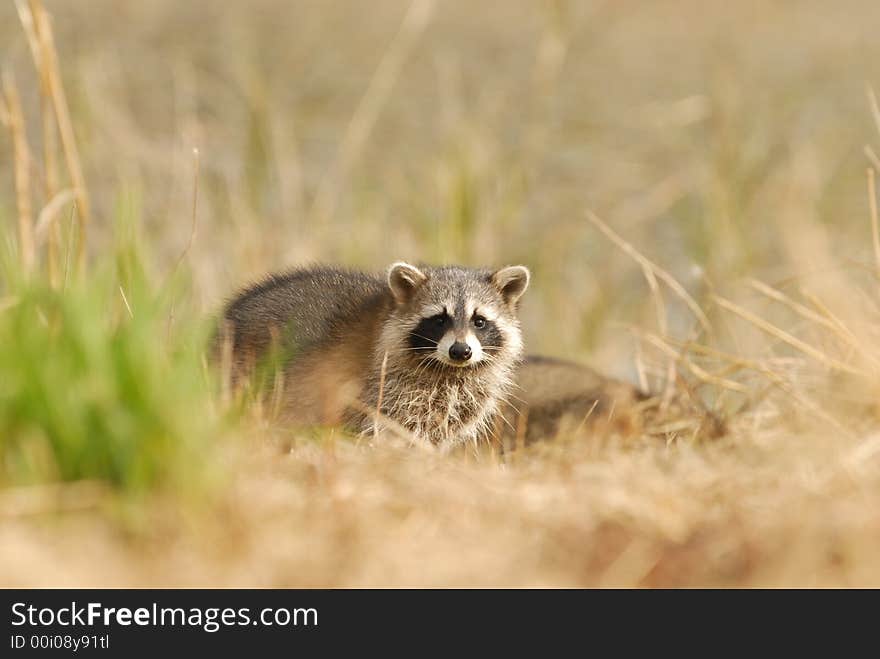 A cute raccoon pauses after swimming across the pond.