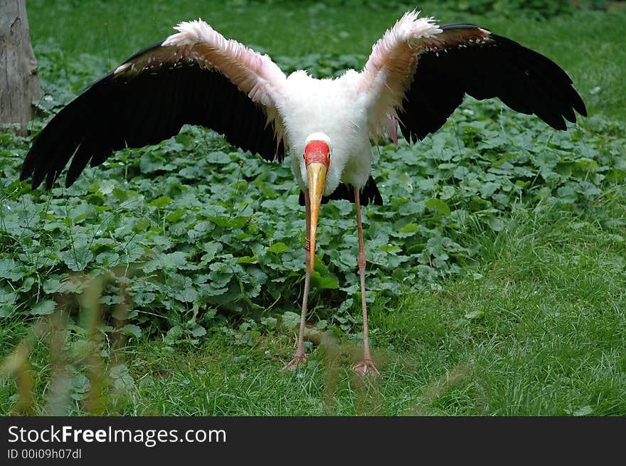 White Ibis