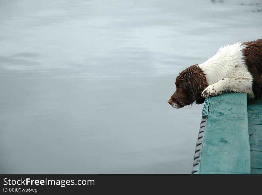 A dog watching the water