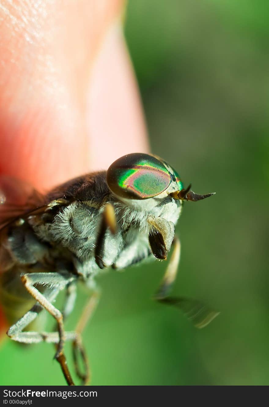 Human fingers and gadfly facet eye closeup. shallow dof. Human fingers and gadfly facet eye closeup. shallow dof