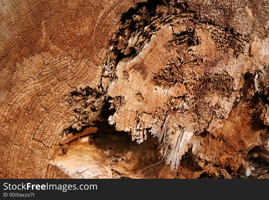 Piece of wood in the forest