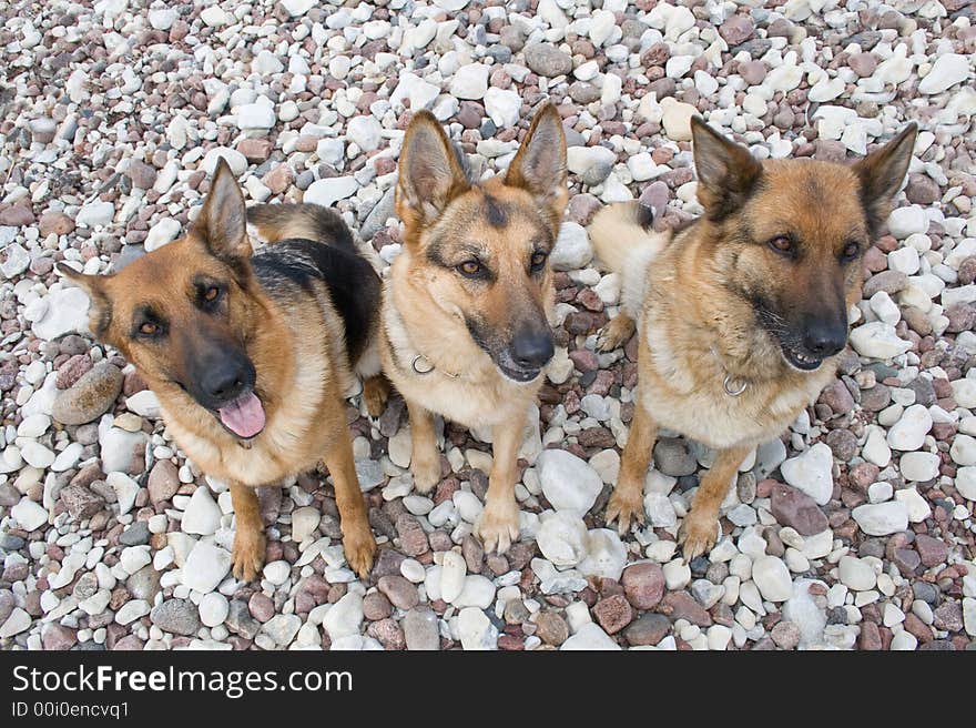 Three German shepherds sitting on a sea pebble. Three German shepherds sitting on a sea pebble