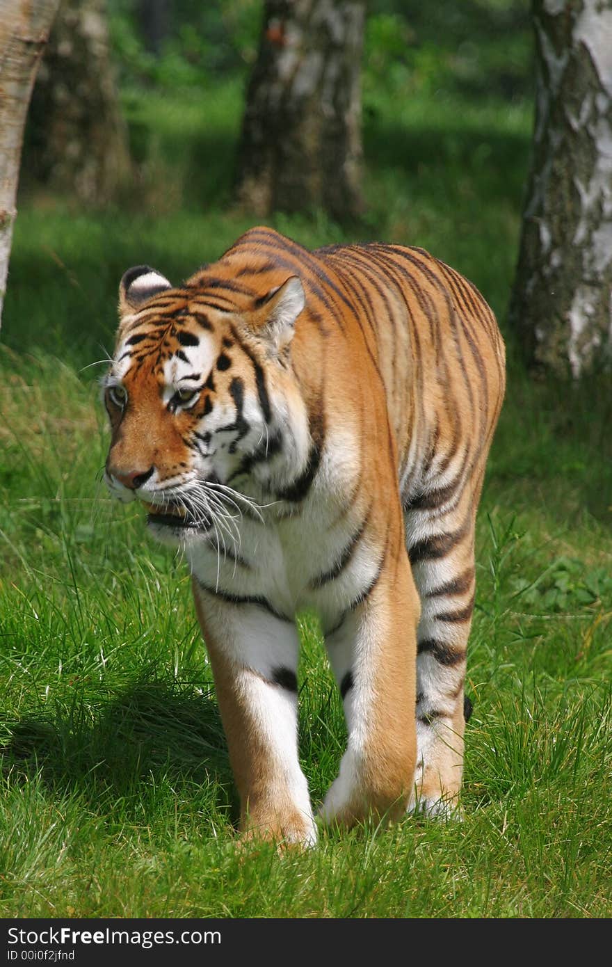 Sumatran Tiger