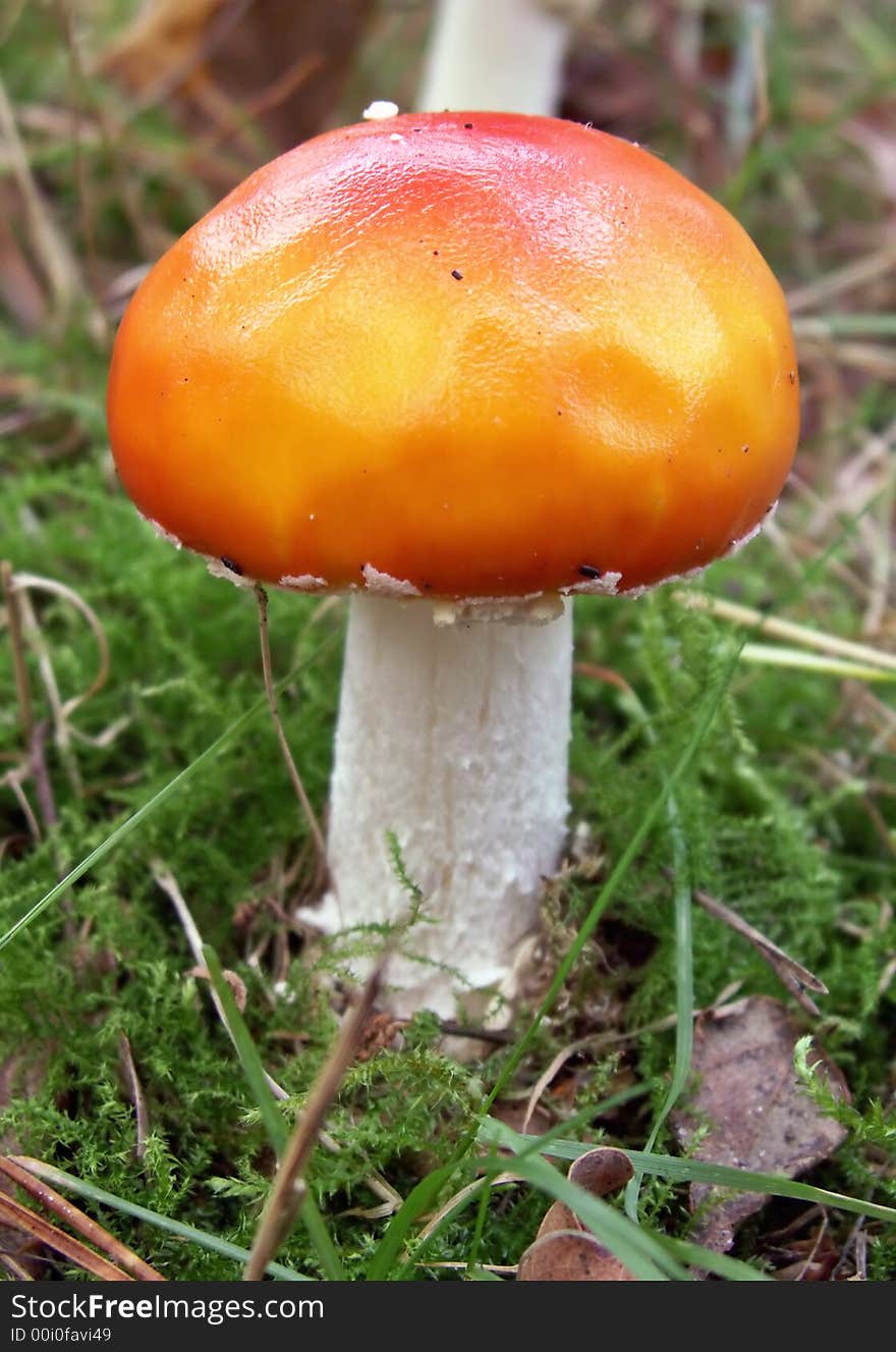 Mushroom