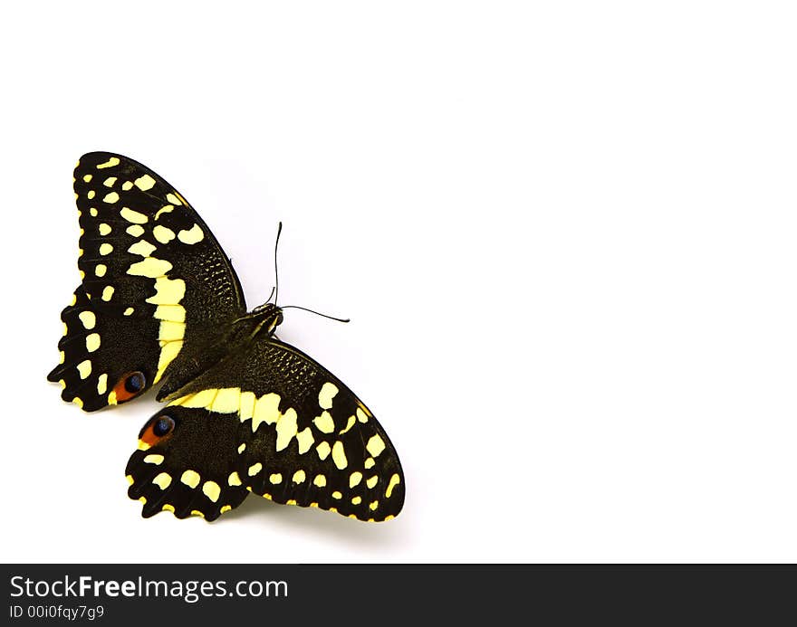 A yellow and black butterfly strategically laced in the bottom left corner so as to allow for considerable copyspace. A yellow and black butterfly strategically laced in the bottom left corner so as to allow for considerable copyspace