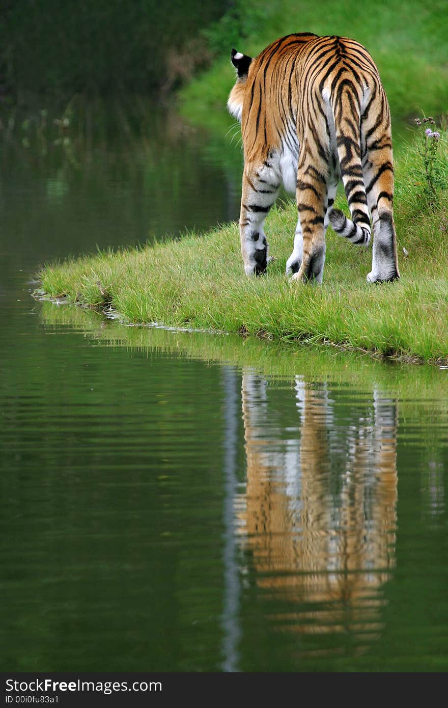 Sumatran Tiger