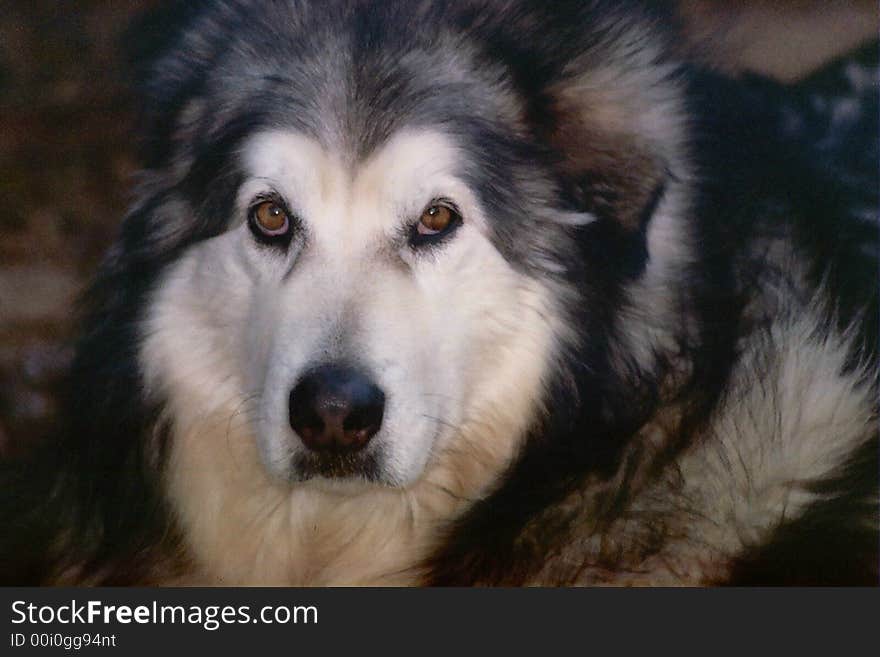 Picture of our friends husky. Picture of our friends husky