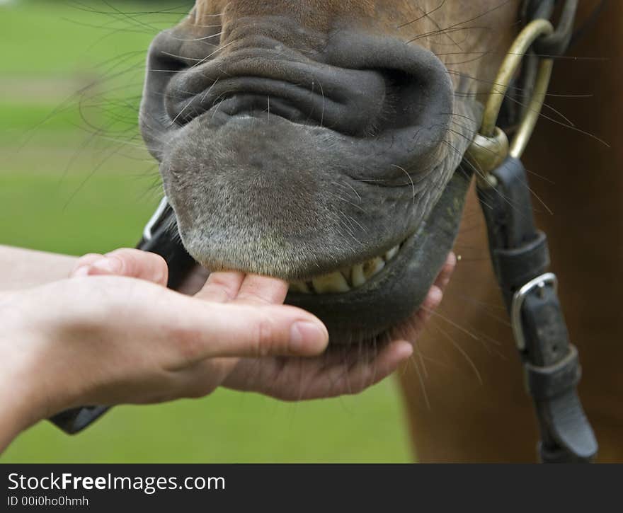 Face of horse