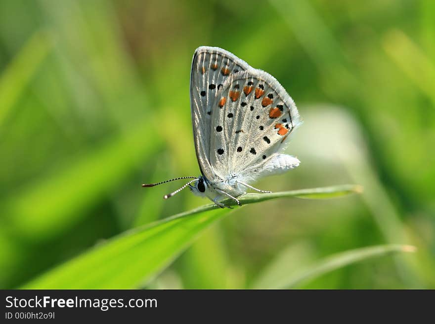 Polyommatus Icarus