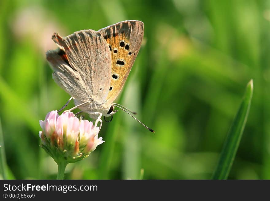 Lycaena Phlaeas