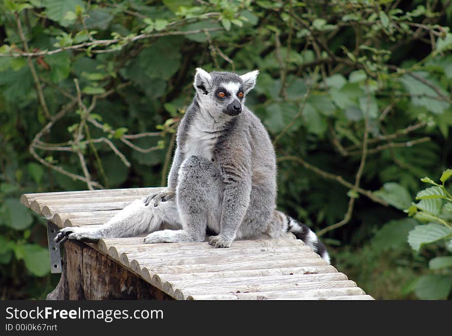 Portrait of a ring tailed lemur