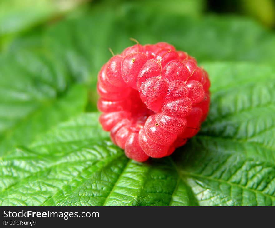 Ripe fresh juicy raspberry. Makro,background. Ripe fresh juicy raspberry. Makro,background