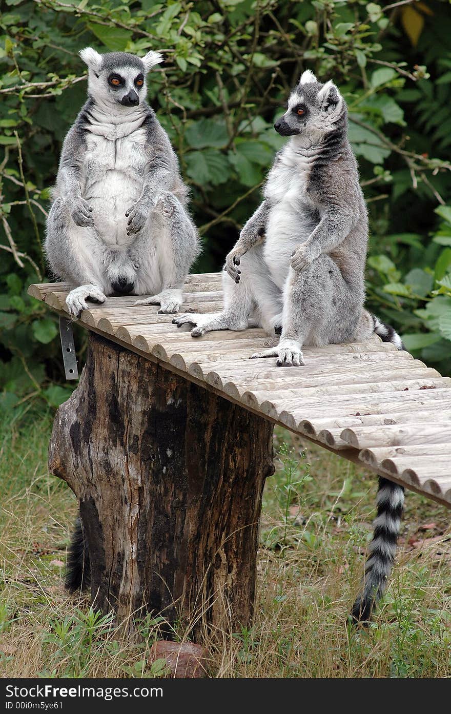 Ring tailed lemurs