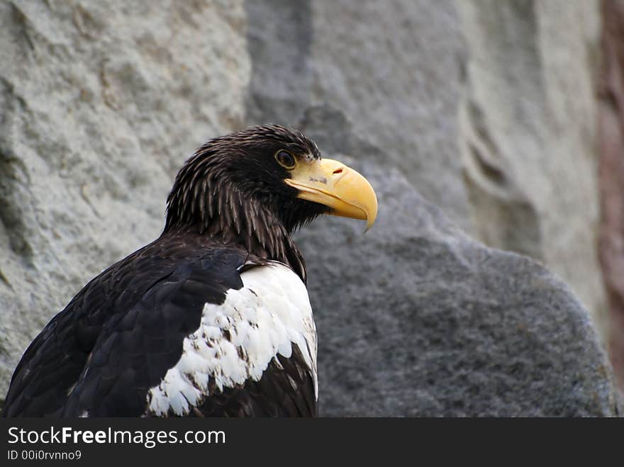 Sea eagle with golden beak close-up