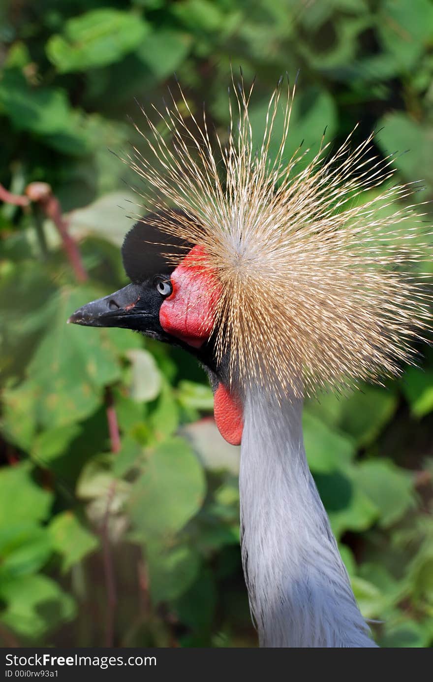 Colored and unusual bird close-up. Colored and unusual bird close-up