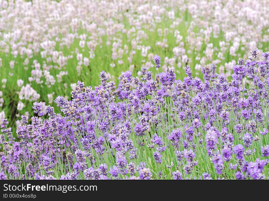 Two Colored Lavender Field in WA