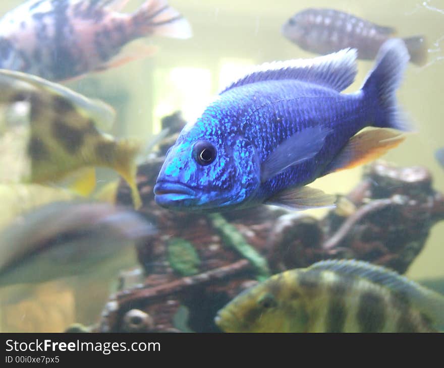 Electric Blue Fish