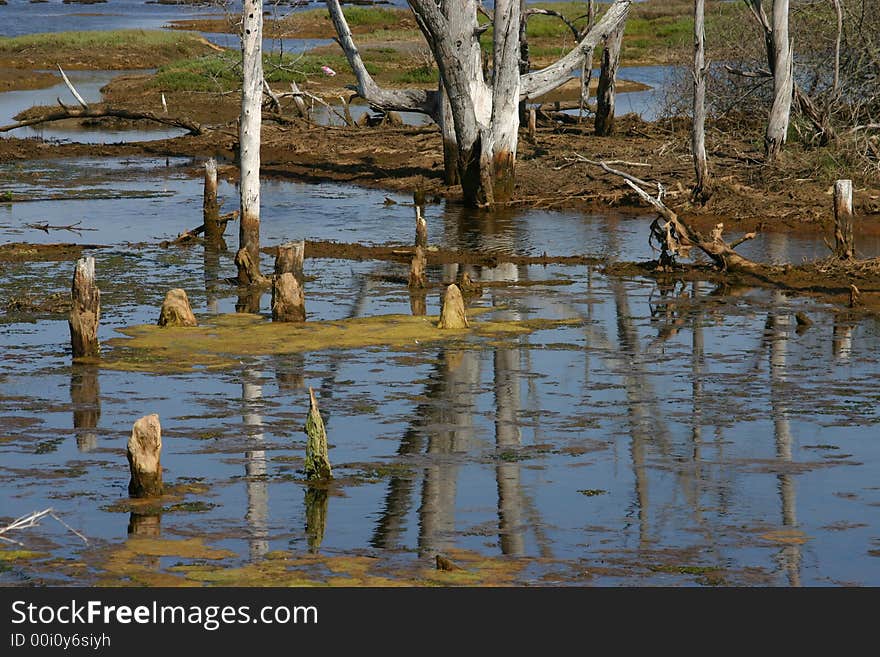 Wetlands Bog Reflection