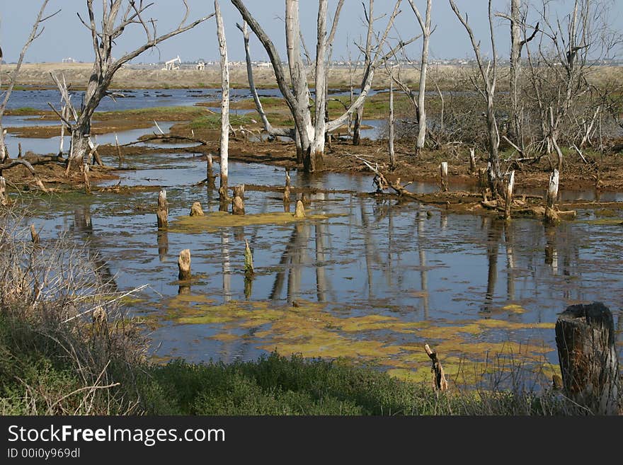 Wetlands Bog Reflection