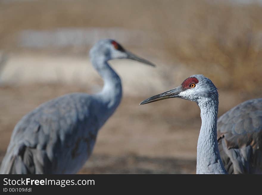 Sandhill Cranes