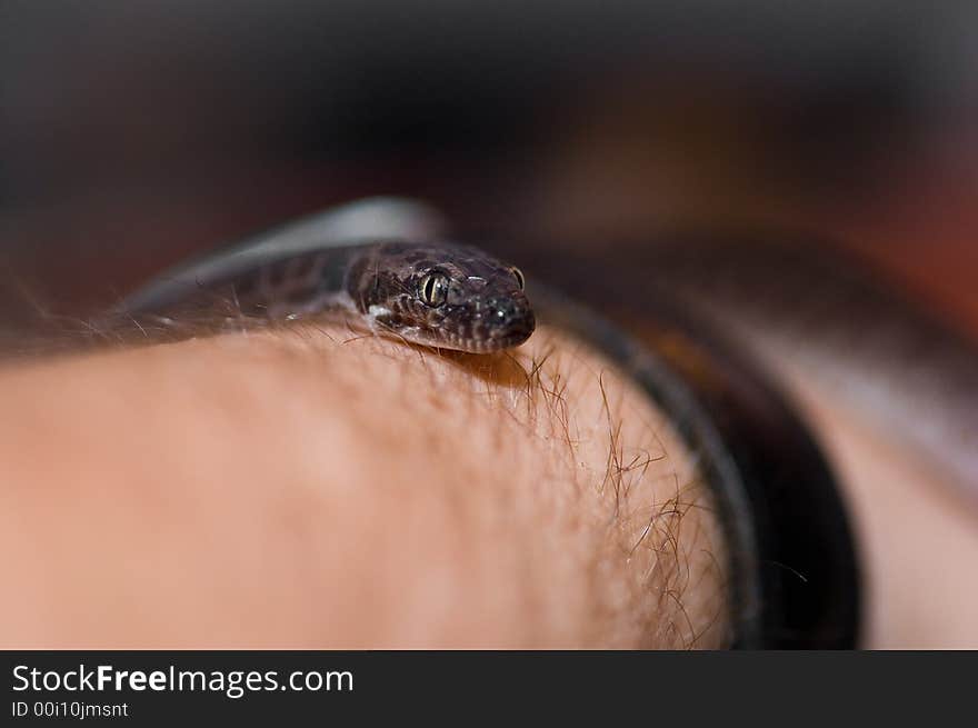 Children s Python Closeup