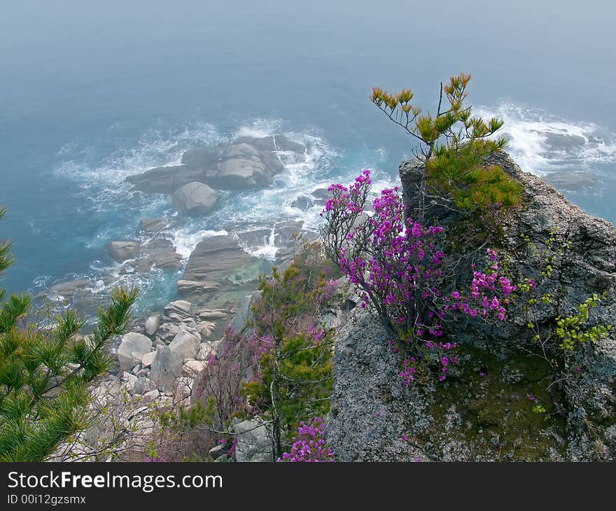 A blooming bush of rhododendron on rock above sea. Sunny day and haze above water, spring. On background are rocks and surf.  Russian Far East, Primorye. A blooming bush of rhododendron on rock above sea. Sunny day and haze above water, spring. On background are rocks and surf.  Russian Far East, Primorye.