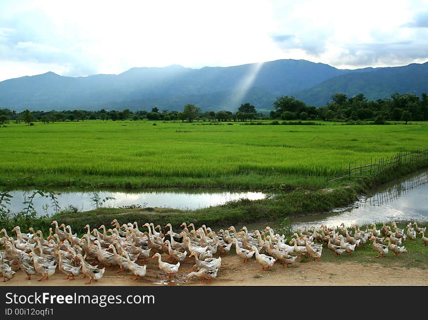 Group of duck in myanmar. Group of duck in myanmar