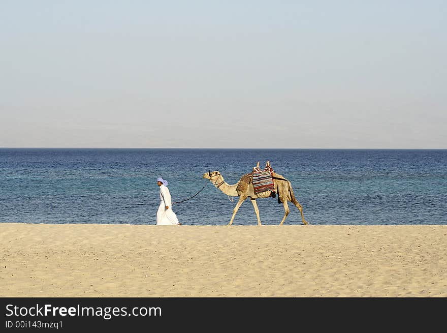 Camel in the red sea region, sinai, egypt