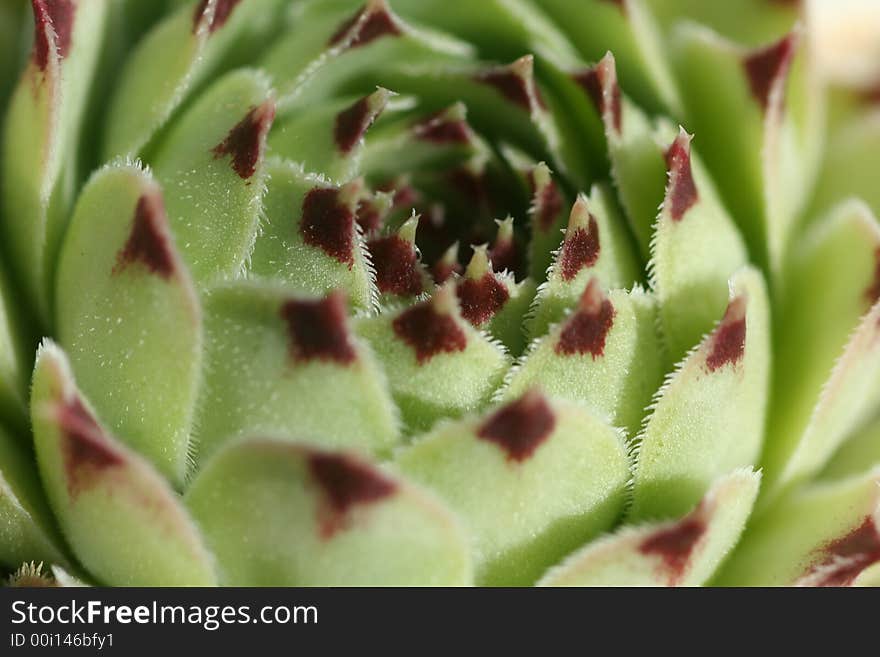 Macro of Succulent