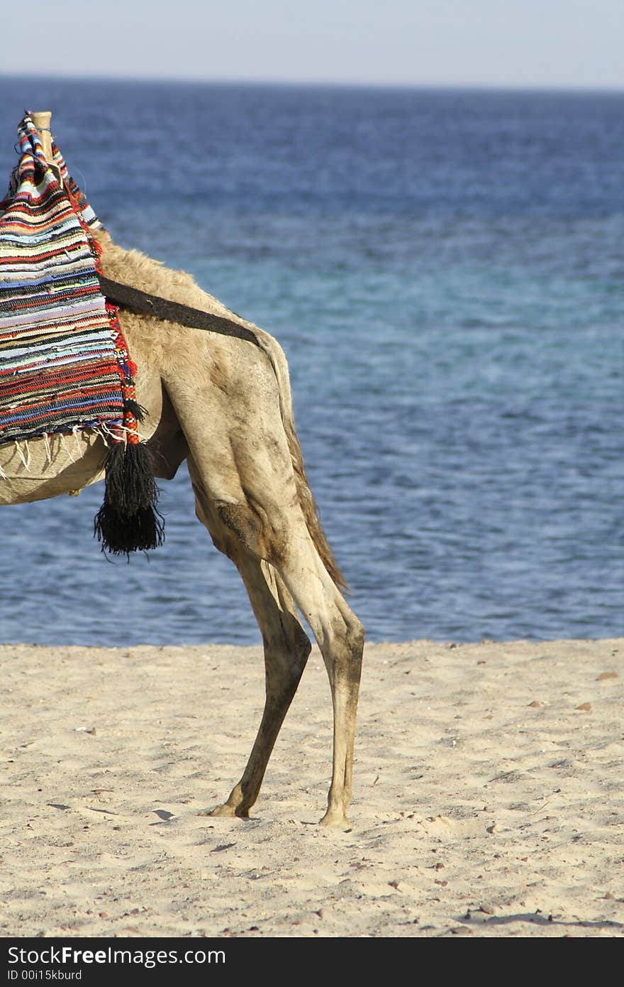 Camel in the red sea region, sinai, egypt